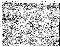 1557_lycosthenes_024.jpg (353485 bytes)