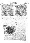 1557_lycosthenes_041.jpg (120661 bytes)