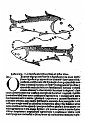 1489albumasar_092