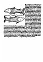 1489albumasar_106